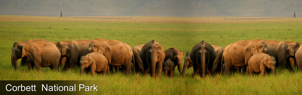 Jim Corbett National Park