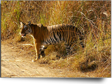 Jimm Corbett Park